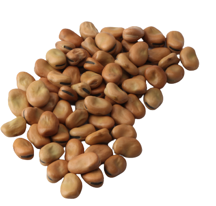 Whole faba beans
