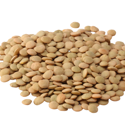 Whole green lentils