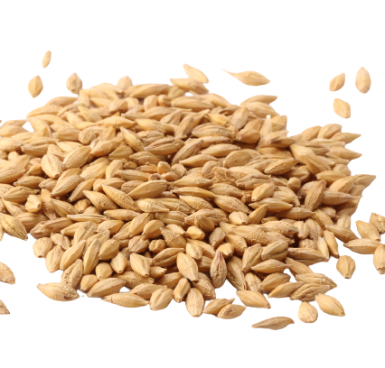 Barley seeds