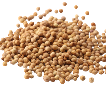 Coriander