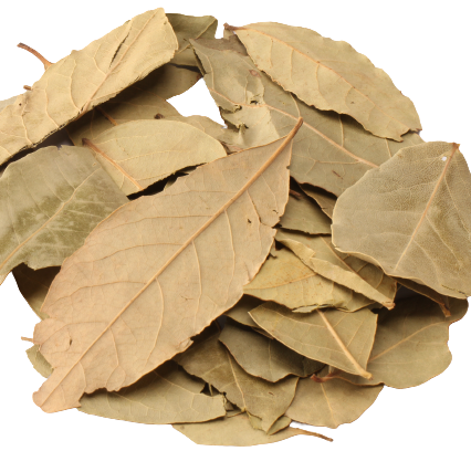 Bay laurel