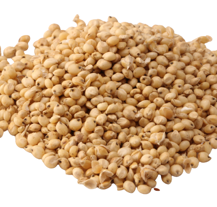 Sorghum